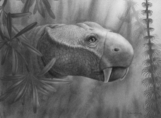 This black-and-white drawing shows the head of a tusked dicynodont peering out from some vegetation. The creature is now extinct.